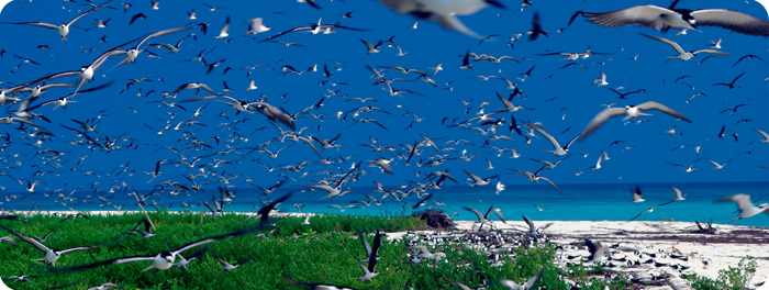 Plage de Bird Island