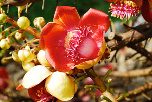 Jardin botanique de Victoria