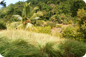 Vue du jardin du roi