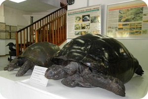 Les tortues du Musée d'histoire naturelle de Victoria au Seychelles