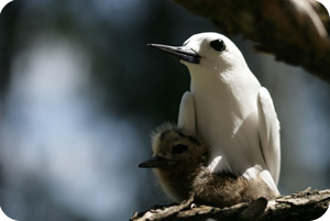 Les oiseux de Bird Island