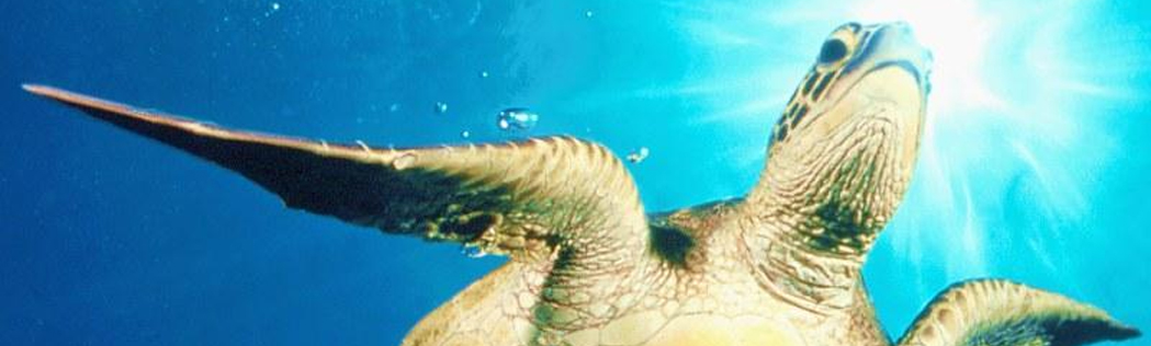 tortue seychelles