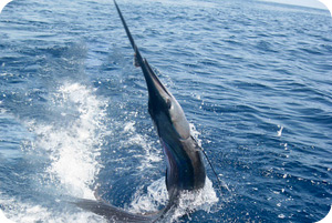 Sailfish