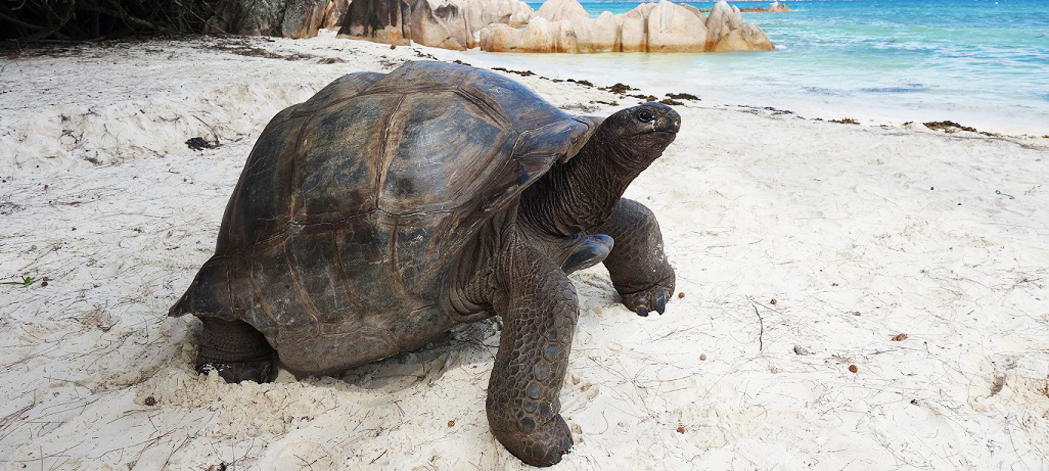 tortue seychelles