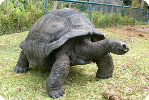 Tortue Seycheloise