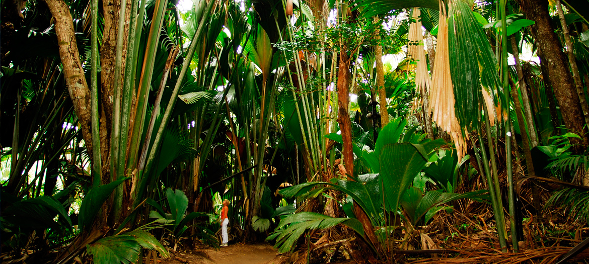 Vallée de Mai à Praslin