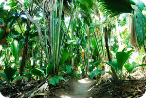 Praslin, l'île du Perroquet noir